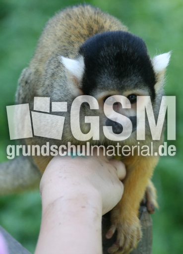 Totenkopfäffchen-143.jpg